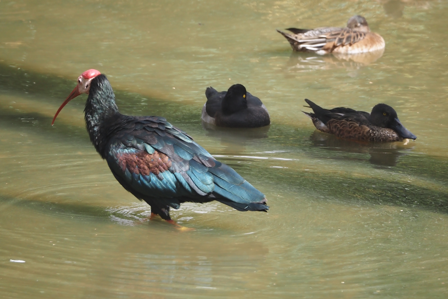 Southern bald ibis (Geronticus calvus), Tufted duck (Aythya fuligula and Northern shoveler (Spatula clypeata), 2024-08-21