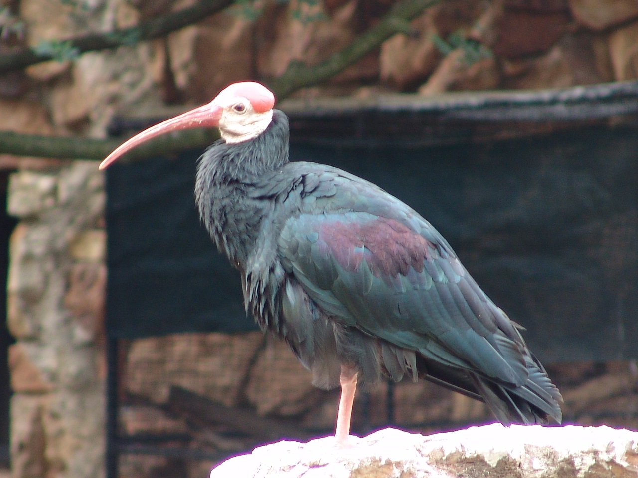 Southern Bald Ibis (Geronticus calvus)