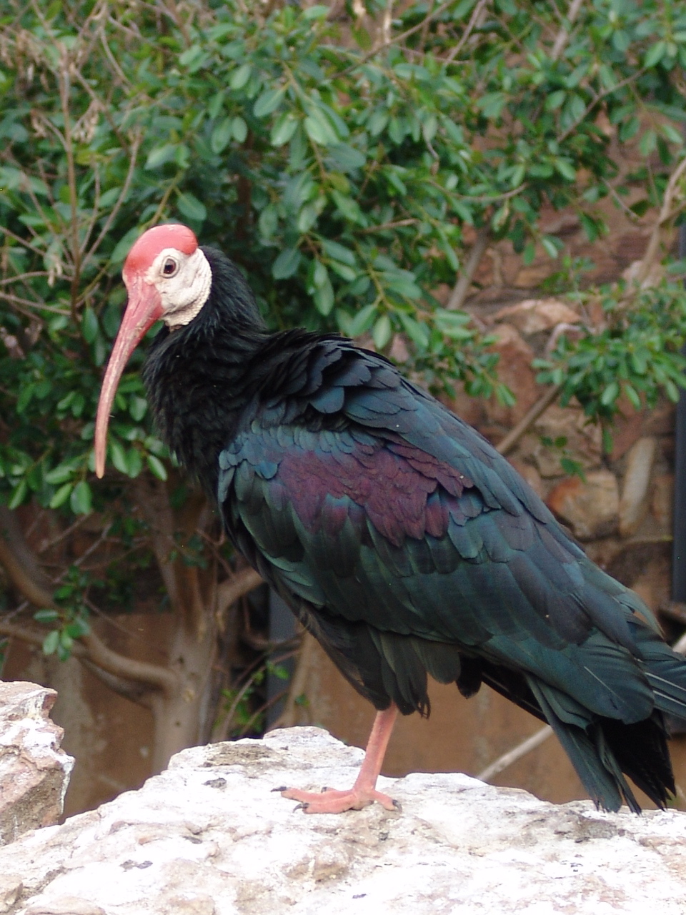 Southern Bald Ibis (Geronticus calvus)