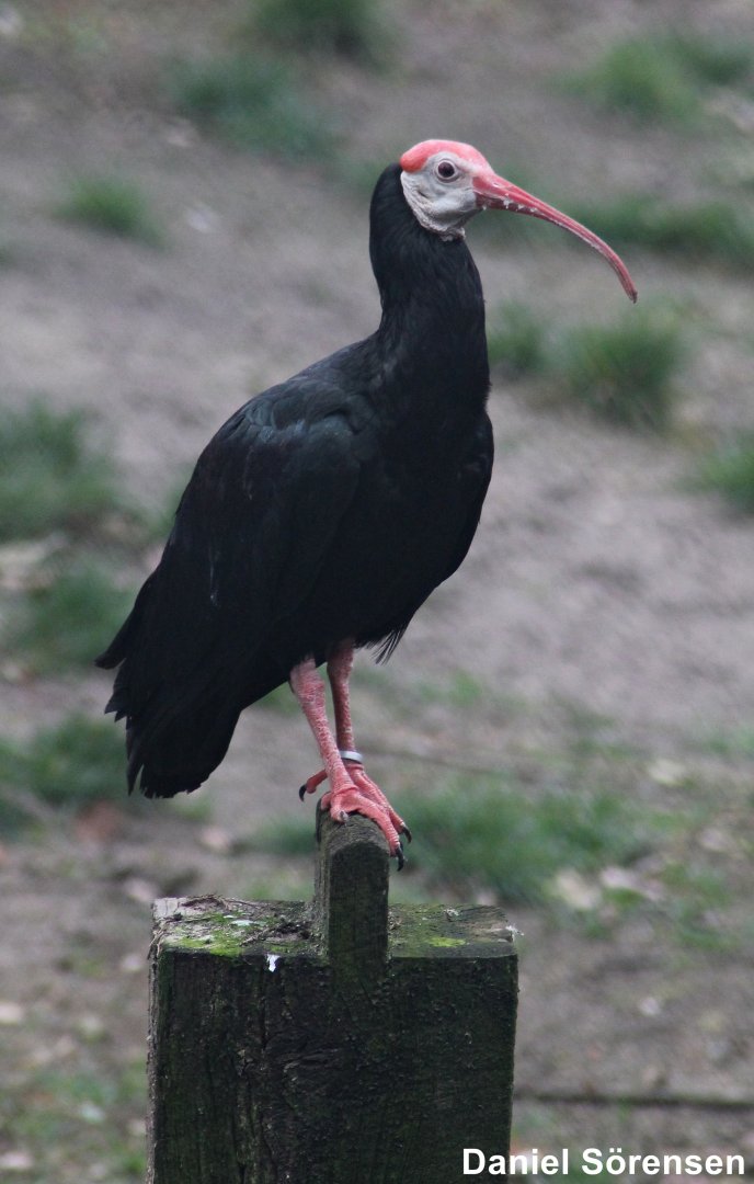 Southern bald ibis (Geronticus calvus)