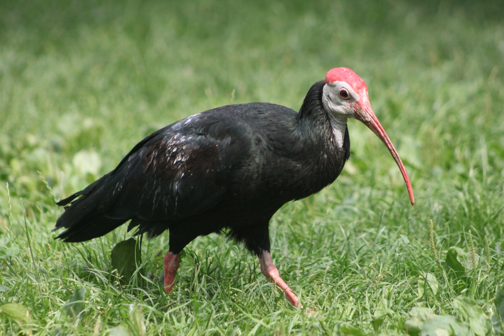 Southern bald ibis (Geronticus calvus)