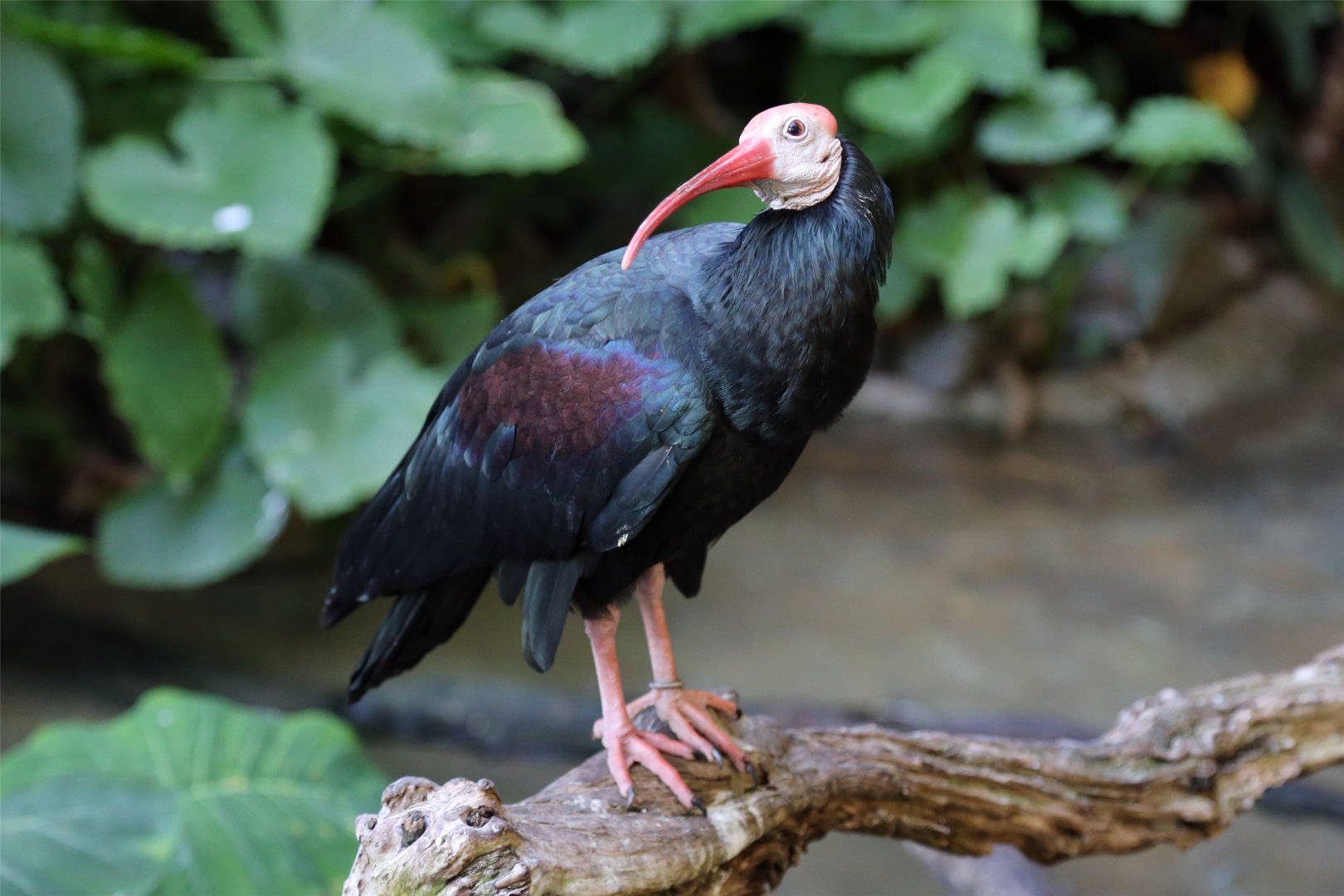 Southern Bald Ibis (Geronticus calvus)