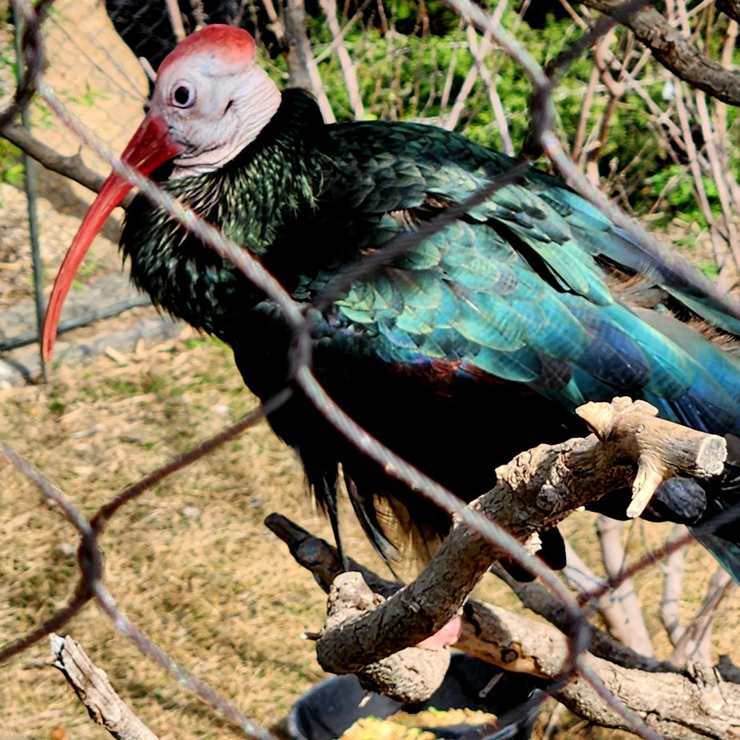 Southern Bald-Ibis (Geronticus calvus)