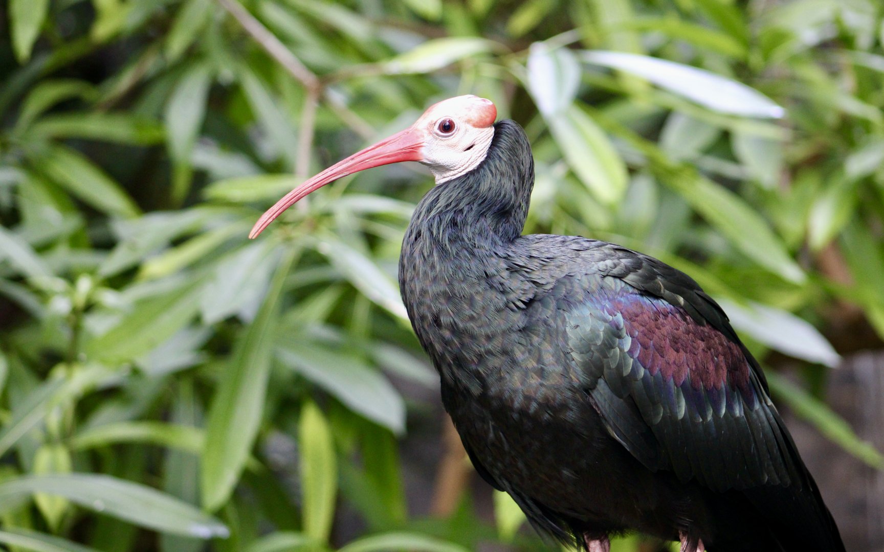 Southern Bald Ibis (Geronticus calvus)