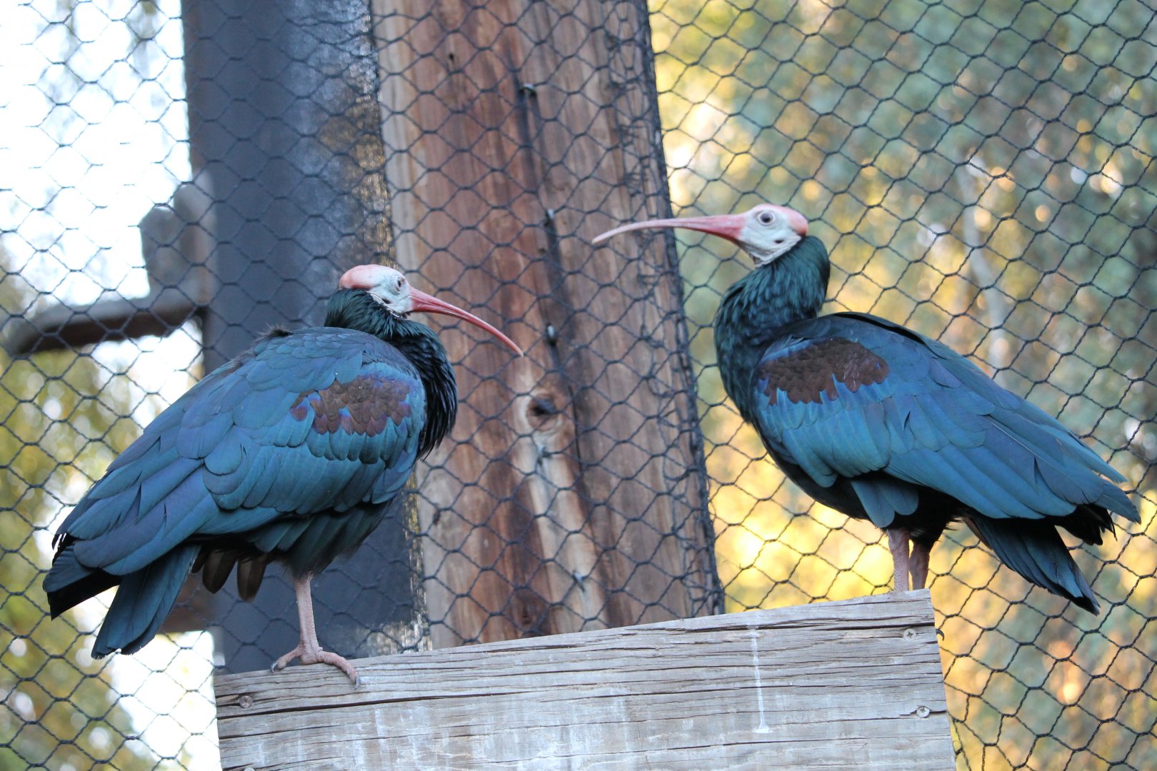 Southern bald ibis (Geronticus calvus)