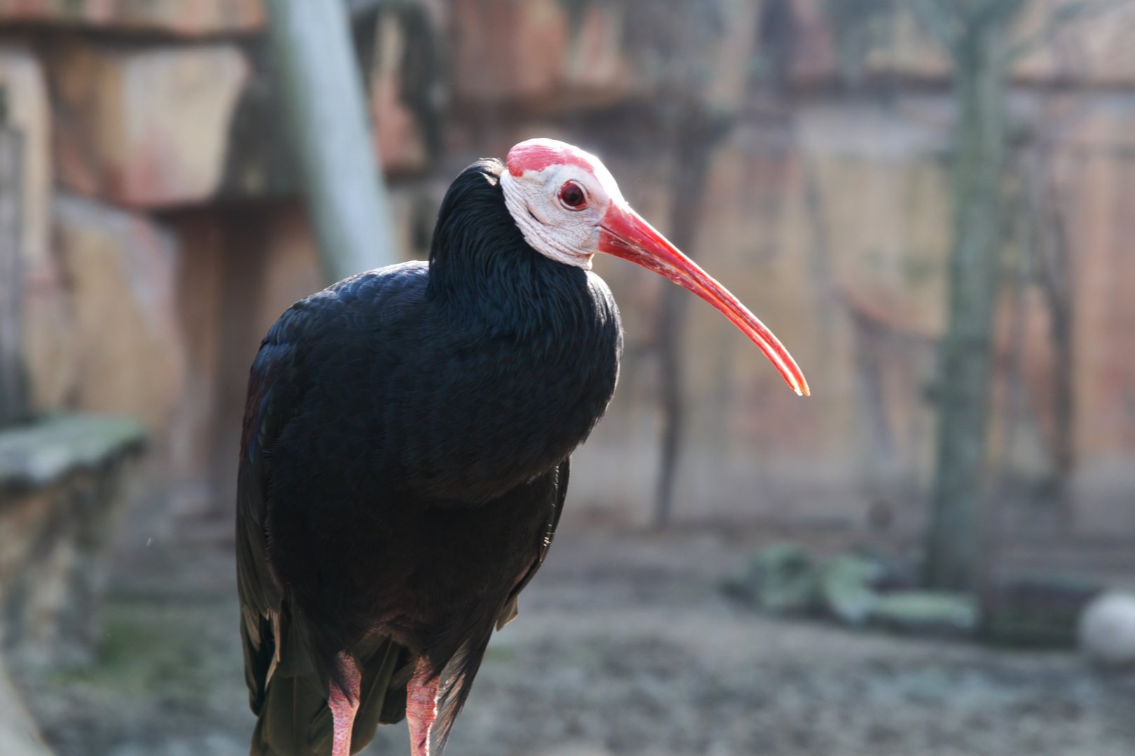 Southern Bald Ibis (Geronticus Calvus)