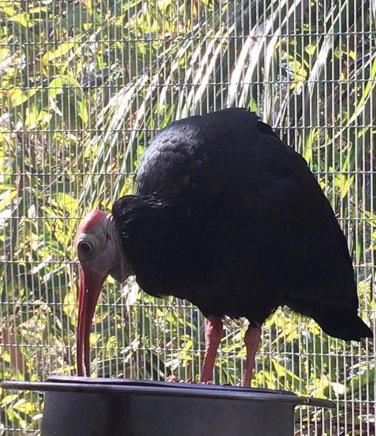 Southern bald ibis I think