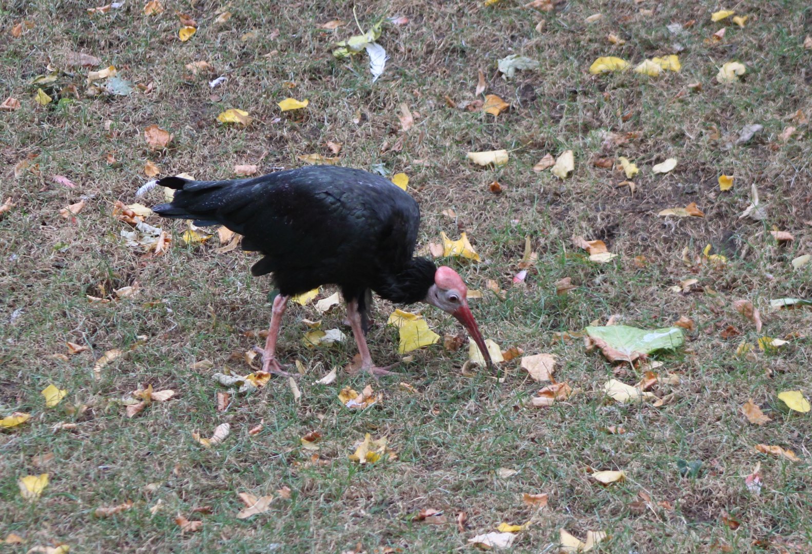 Southern bald ibis in the large Walk-through aviary