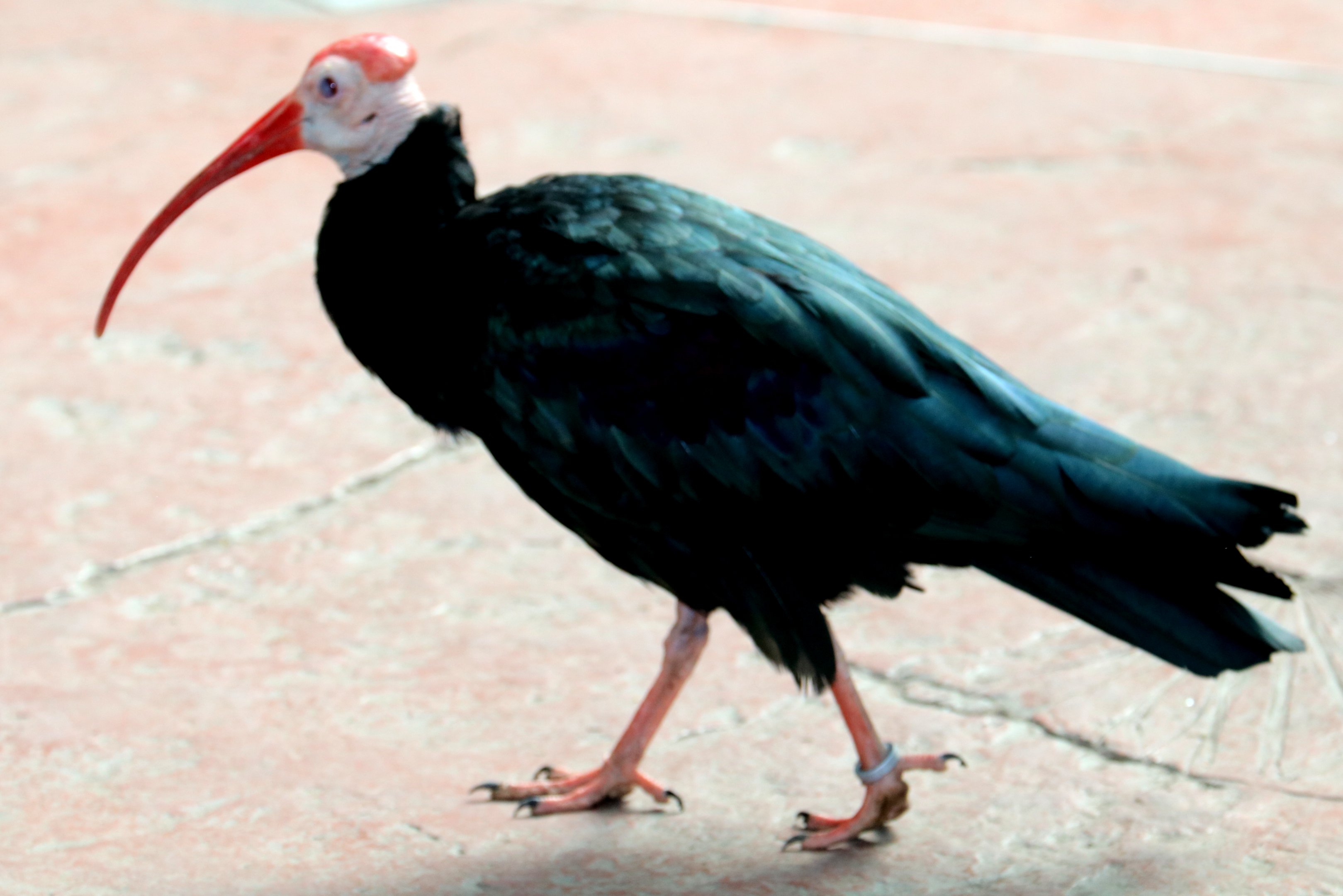 Southern bald ibis; Pairi Daiza; 11th September 2018.JPG