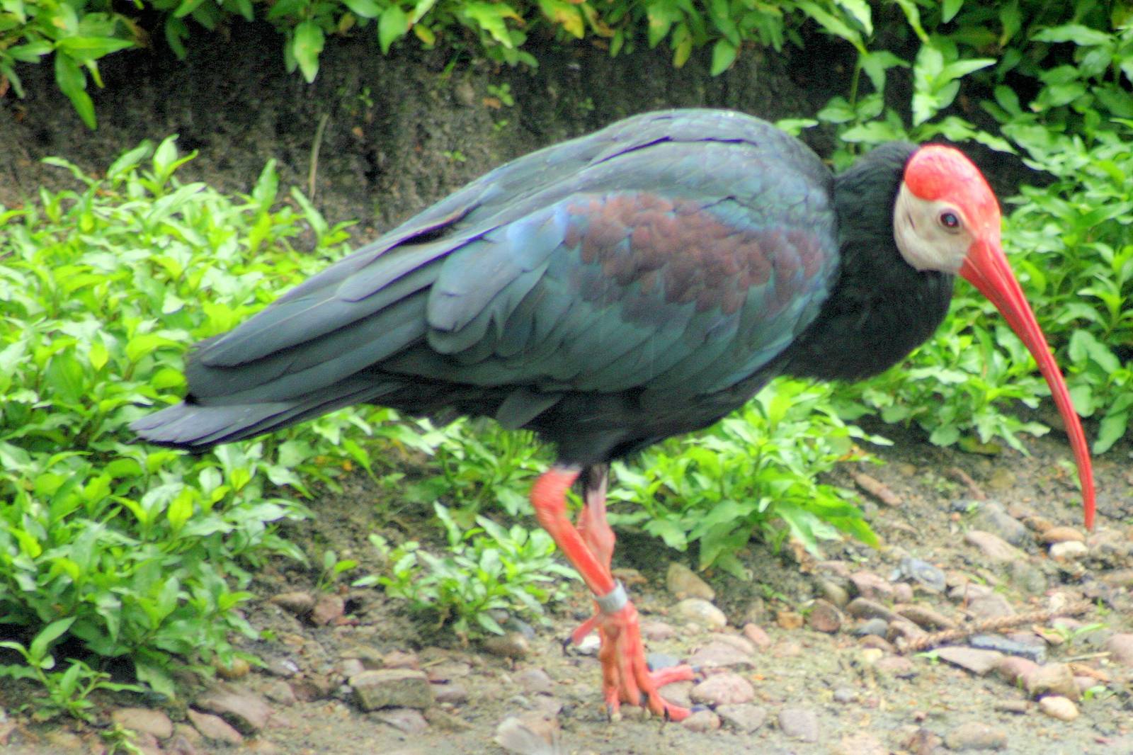 Southern bald ibis; Walsrode; 23rd June 2013
