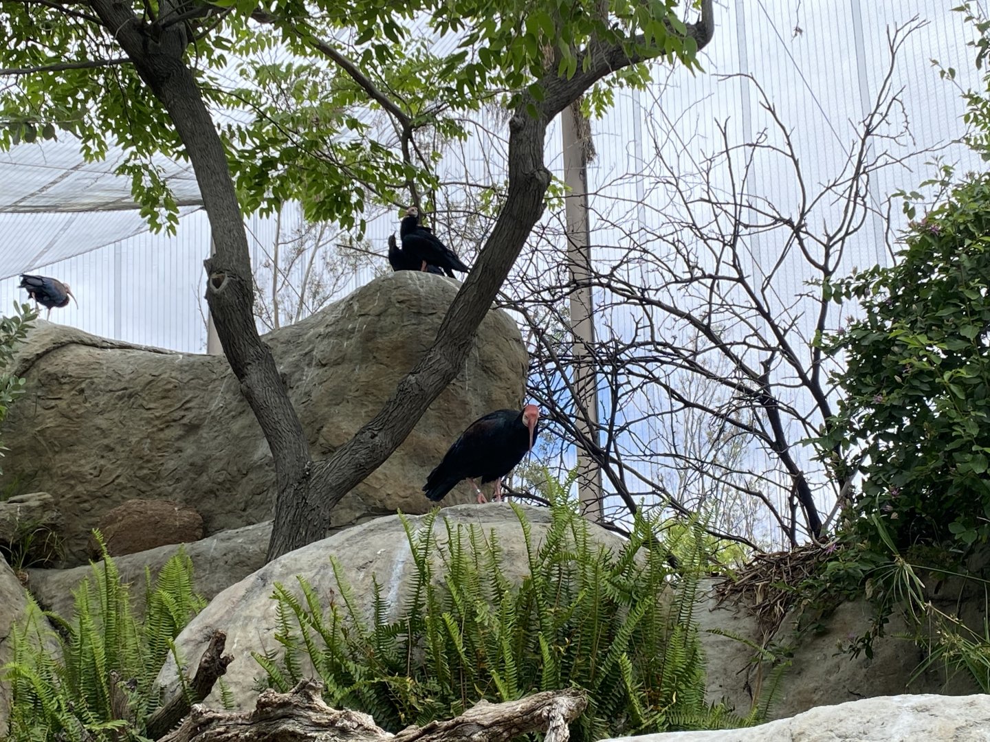 Southern Bald Ibis - Wings of the World