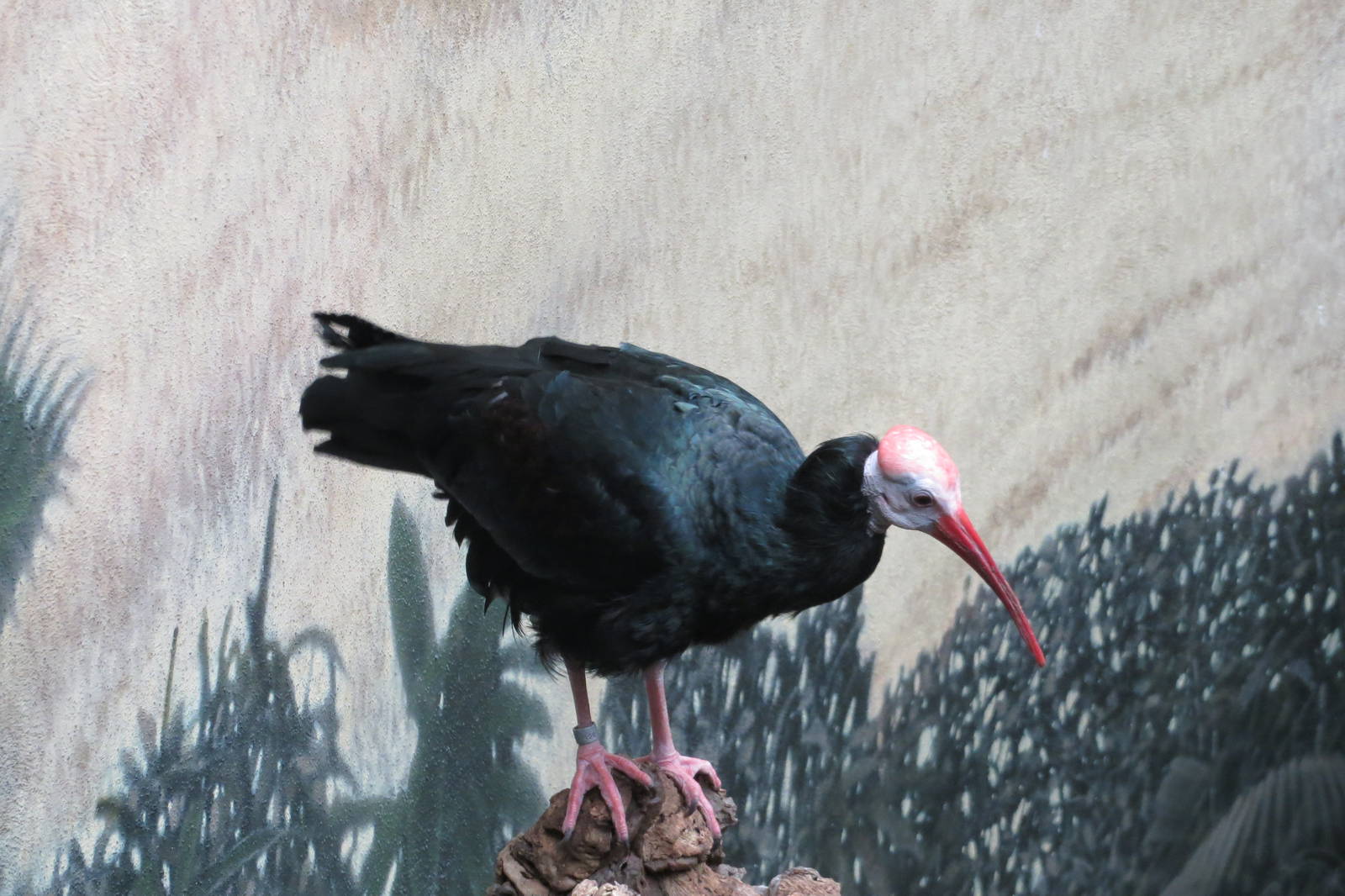 Southern Bald Ibis - World of Birds 031215
