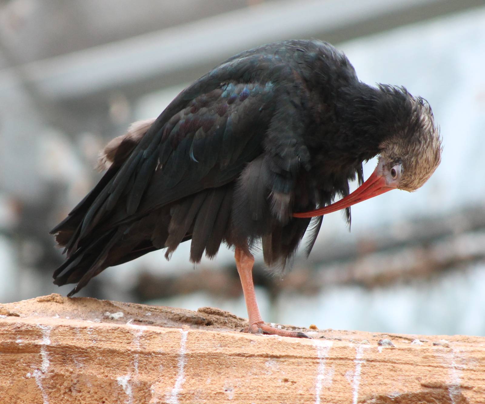 Southern bald ibis young bird
