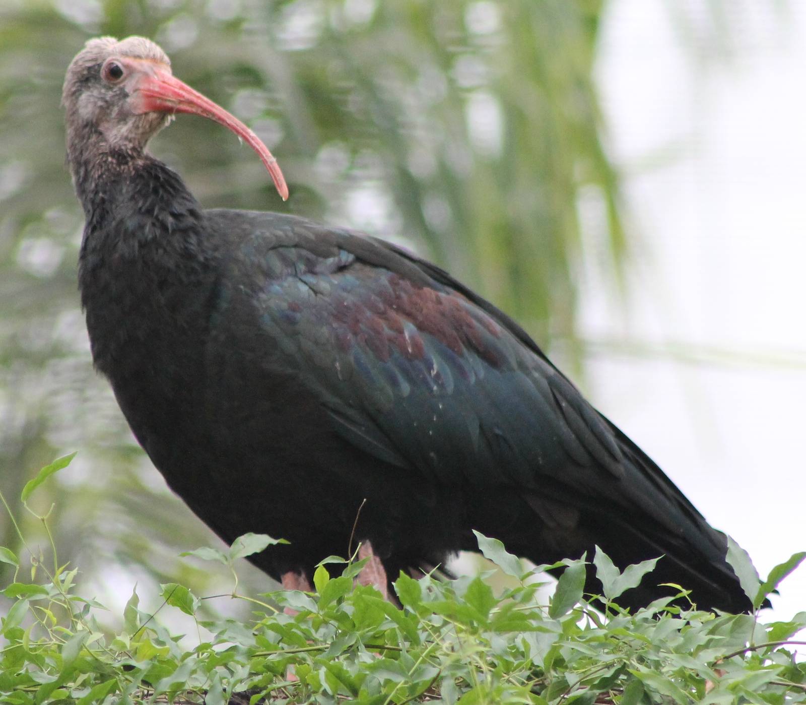 Southern bald ibis young bird