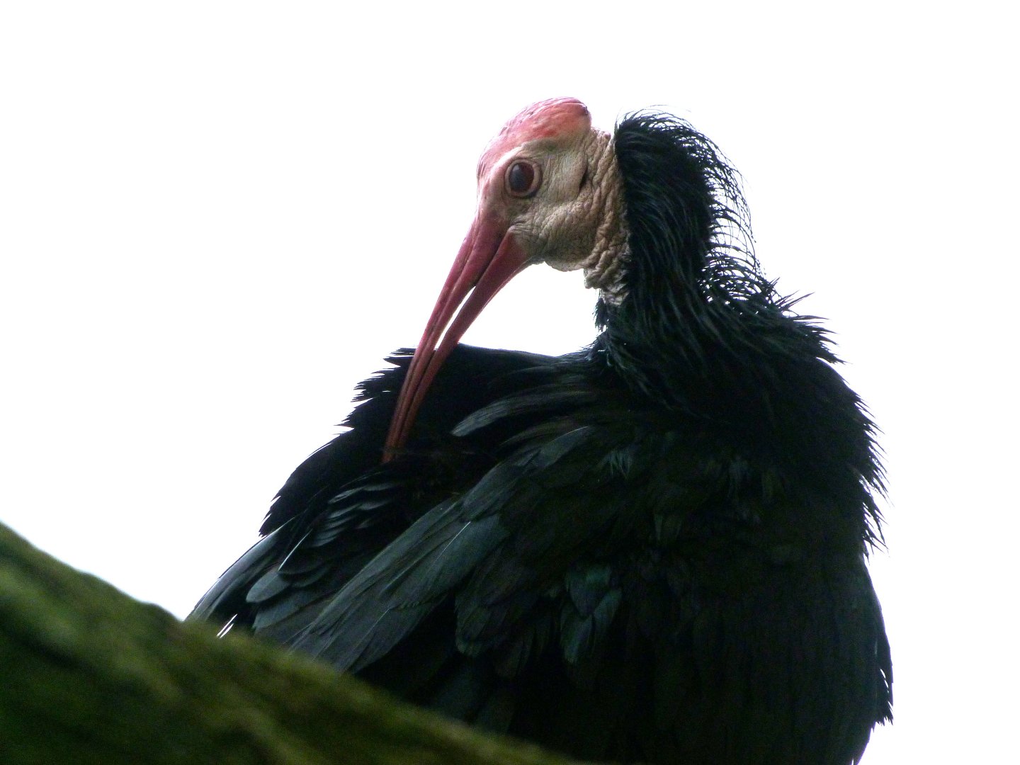 Southern bald ibis -ZooParc de Beauval (2025)