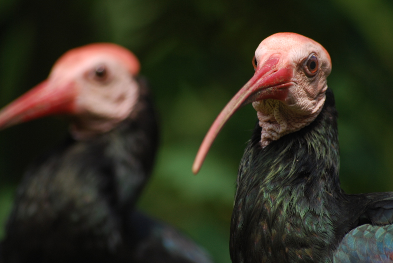 Southern bald ibis