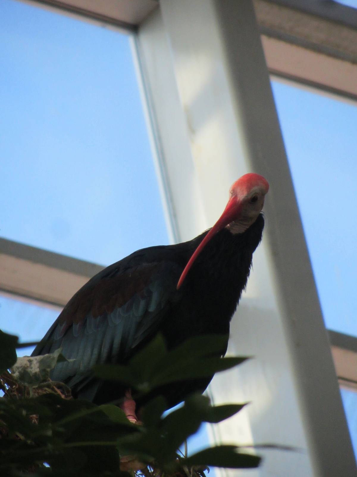 Southern Bald Ibis