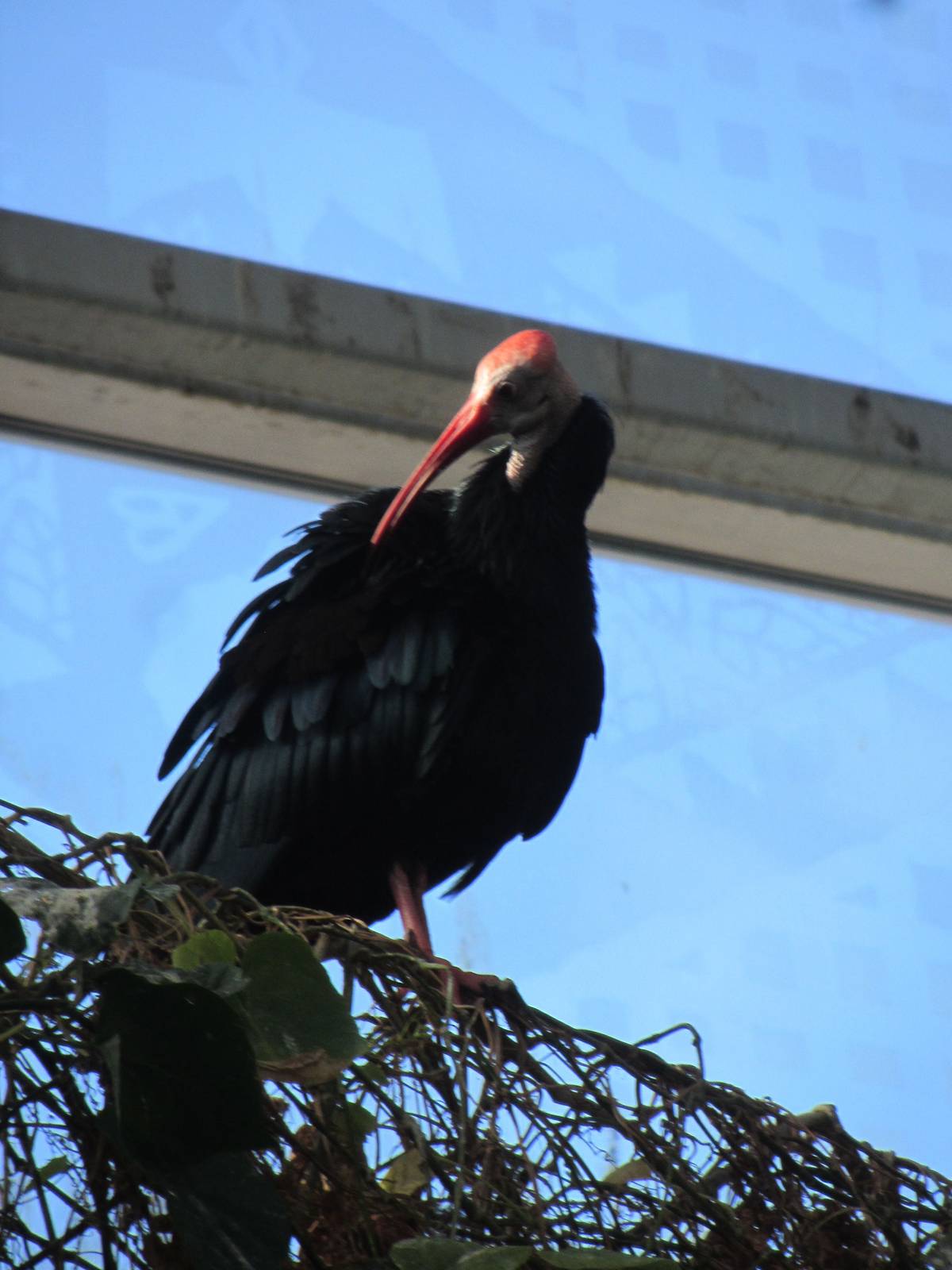 Southern Bald Ibis