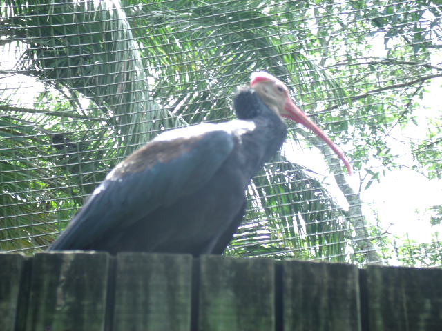 Southern Bald Ibis