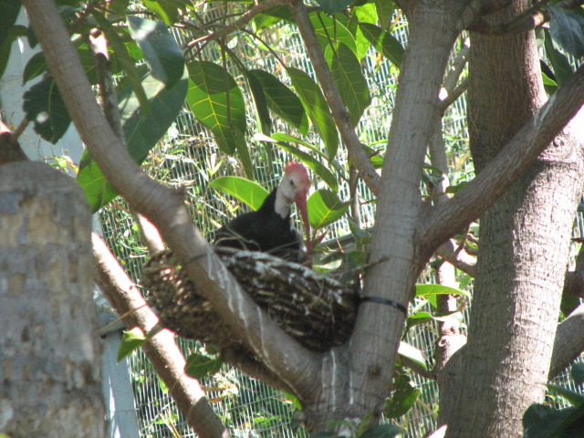 Southern Bald Ibis