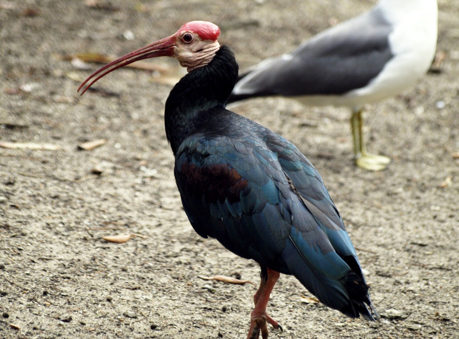 Southern bald ibis