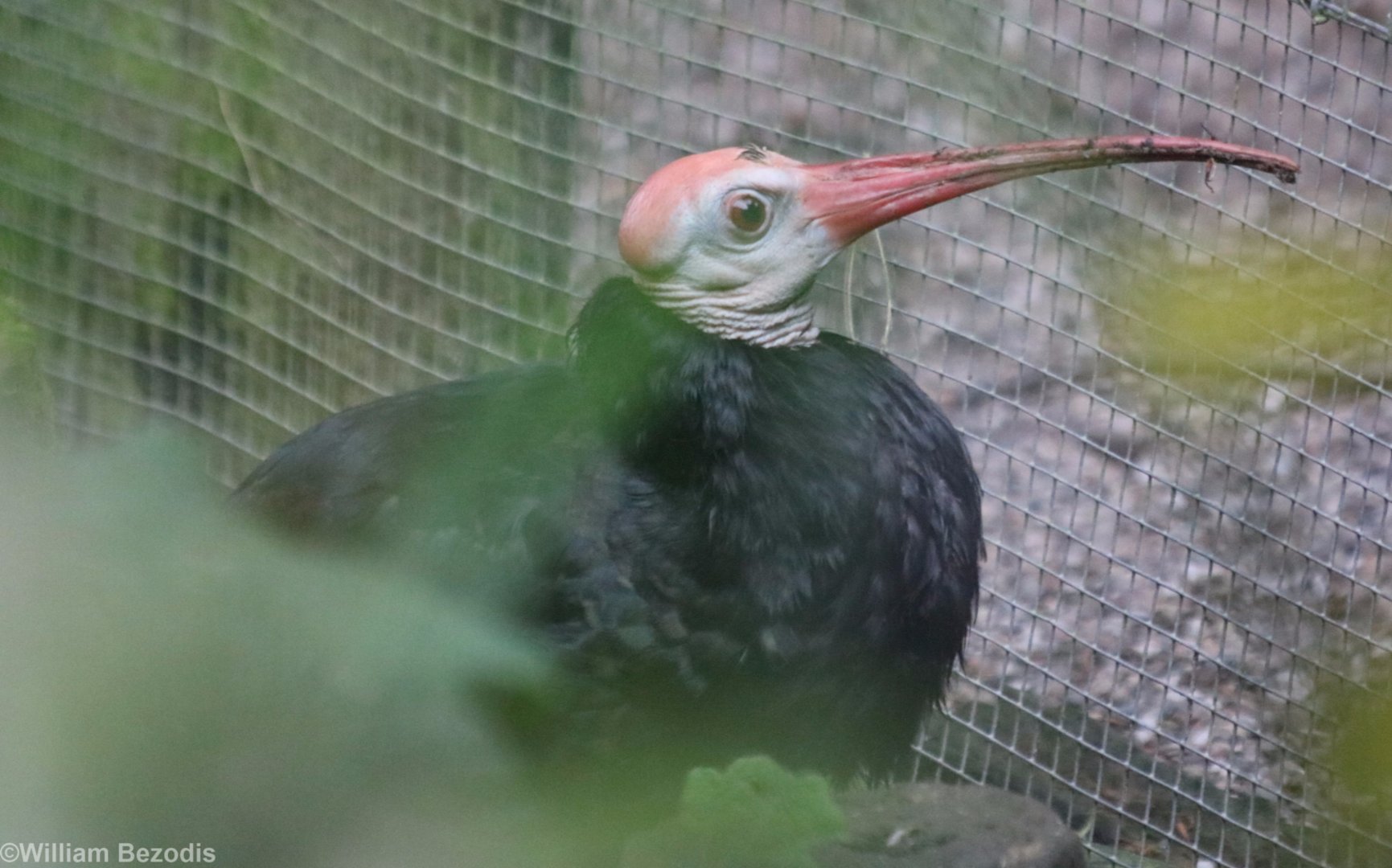 Southern Bald Ibis
