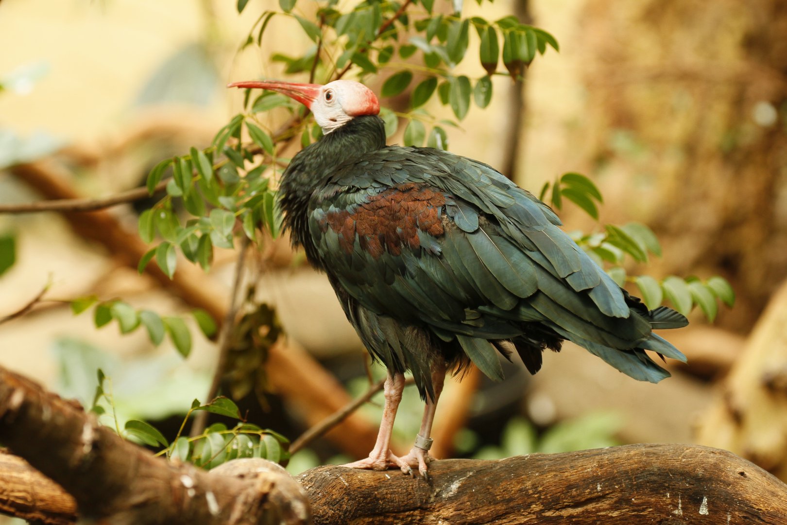 Southern bald ibis