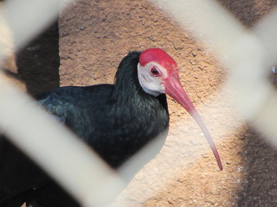 Southern Bald Ibis