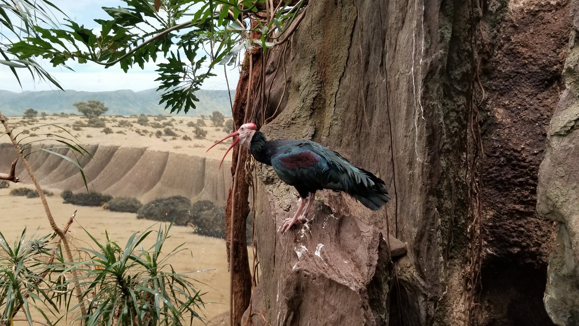 Southern Bald Ibis
