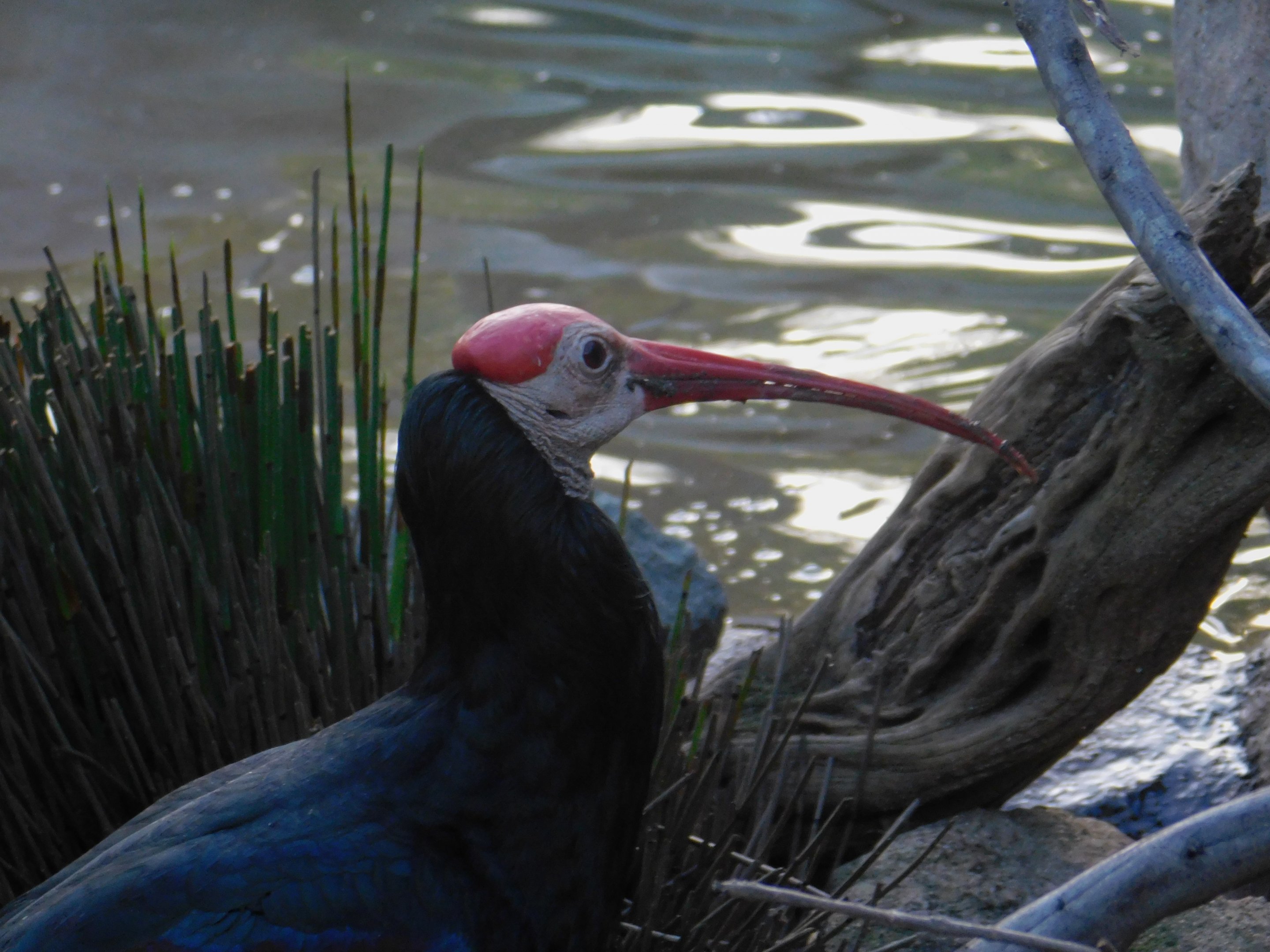 Southern Bald Ibis