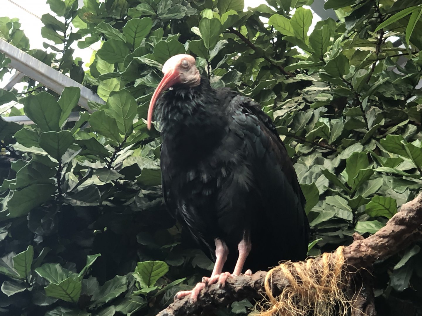 Southern Bald Ibis
