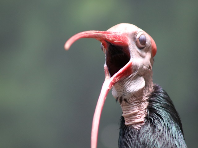 Southern Bald Ibis