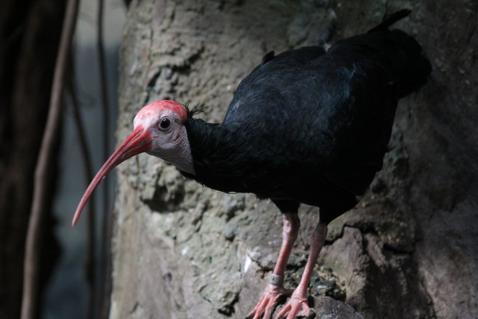 Southern Bald Ibis