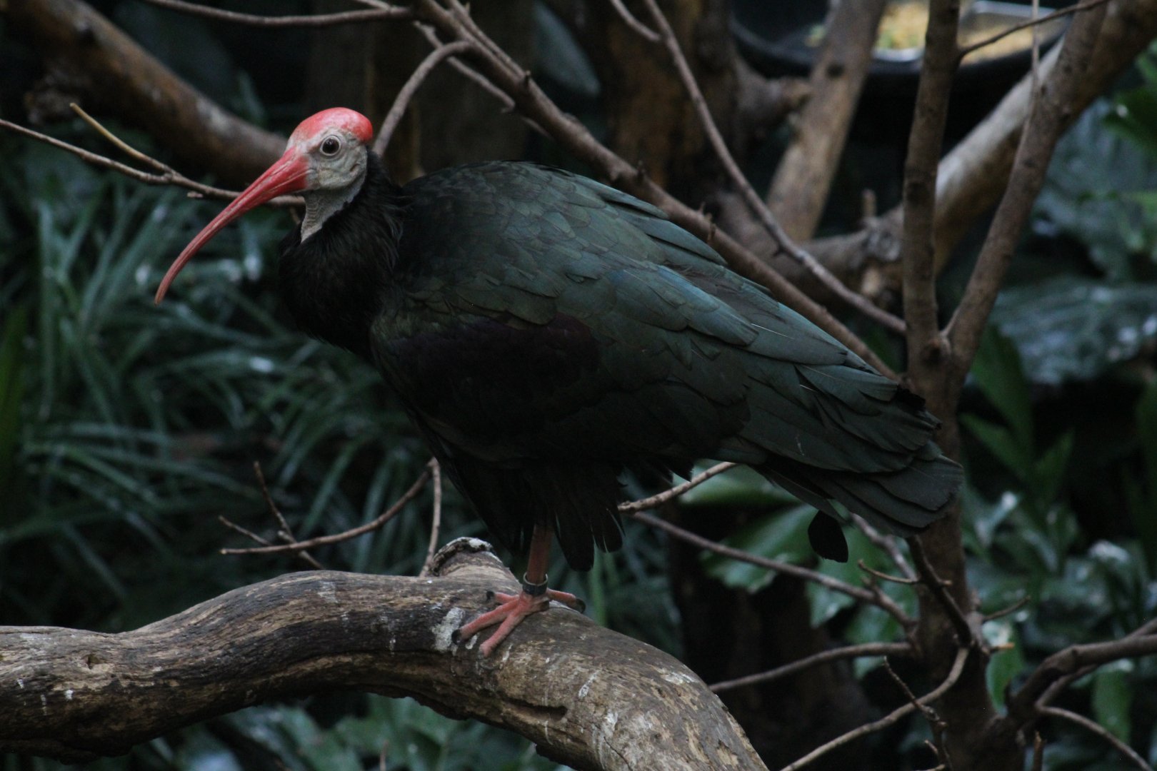 Southern Bald Ibis