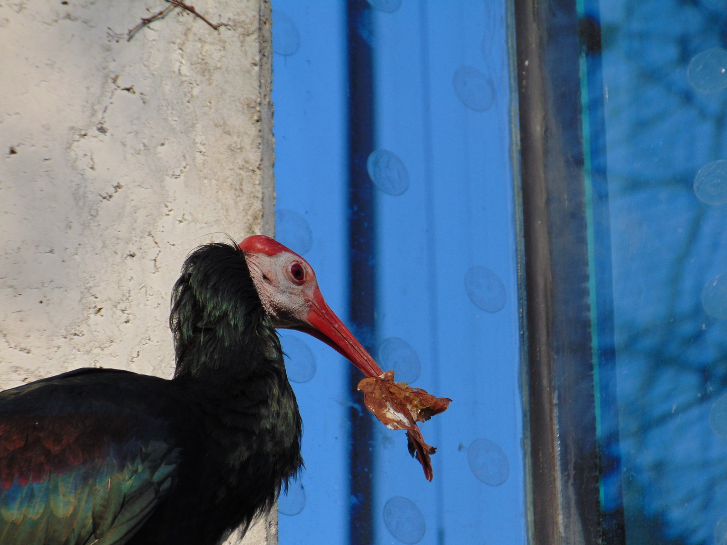 Southern Bald Ibis