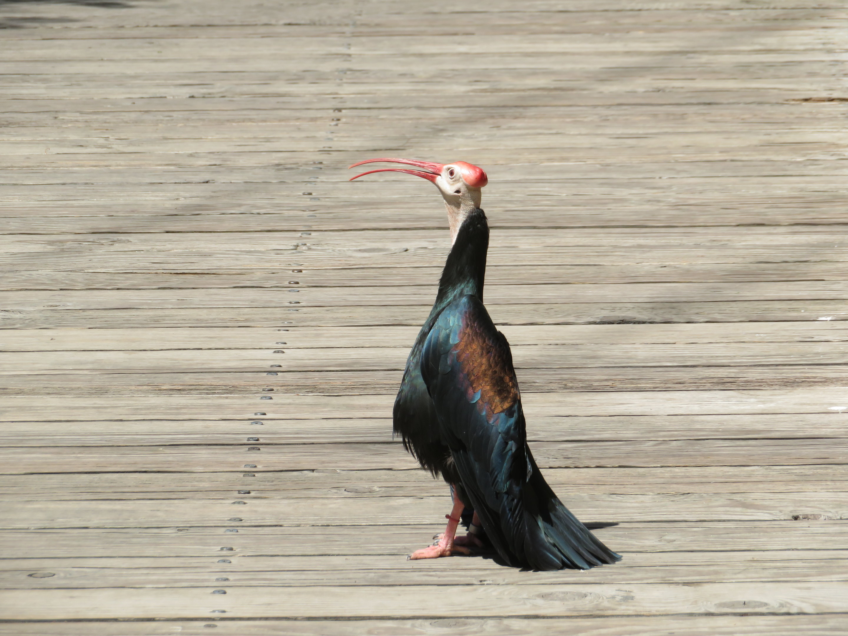 Southern Bald Ibis