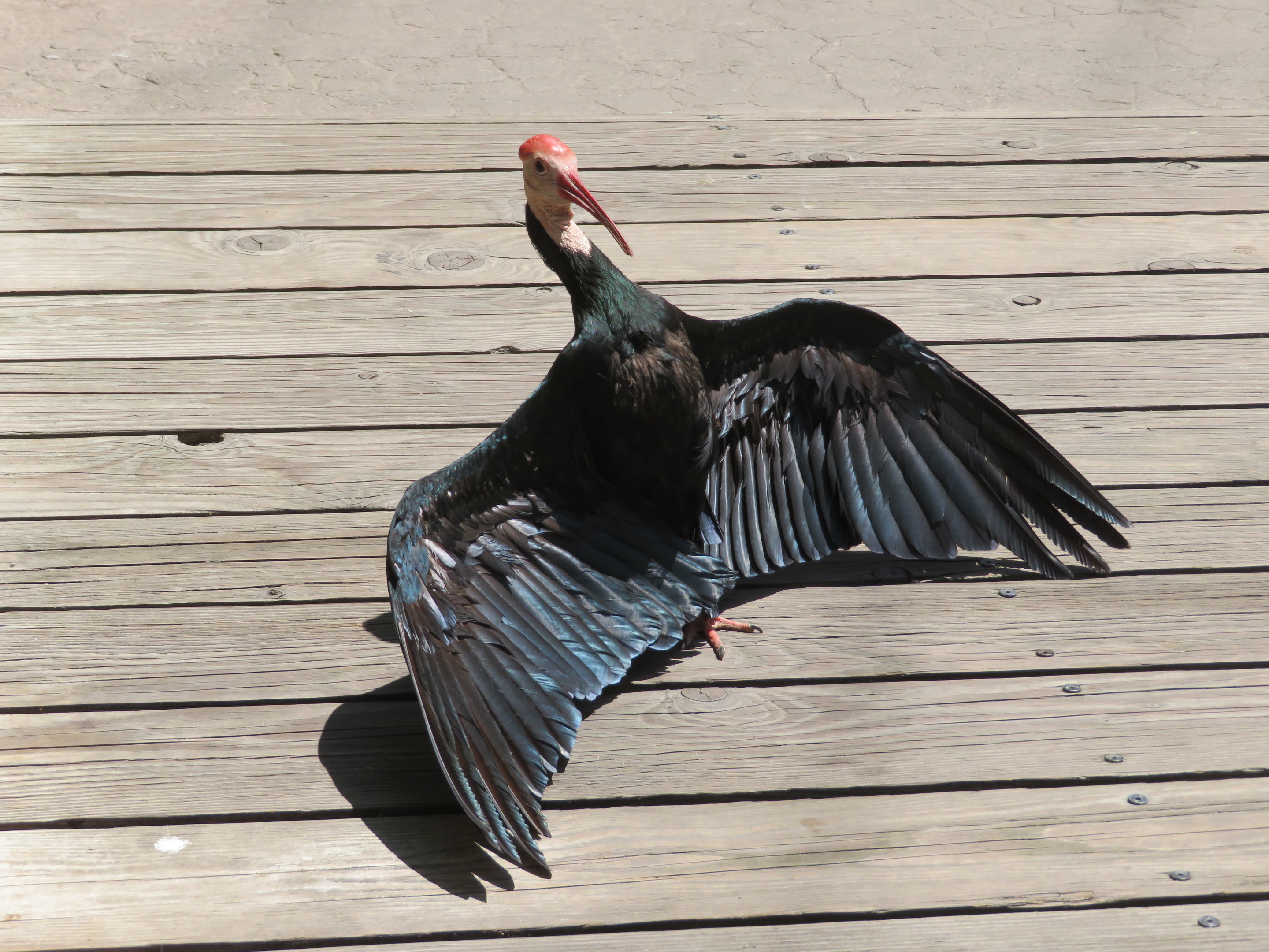 Southern Bald Ibis