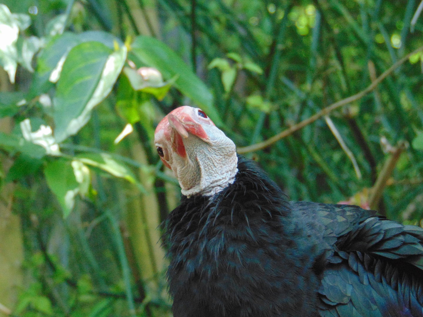 Southern Bald Ibis