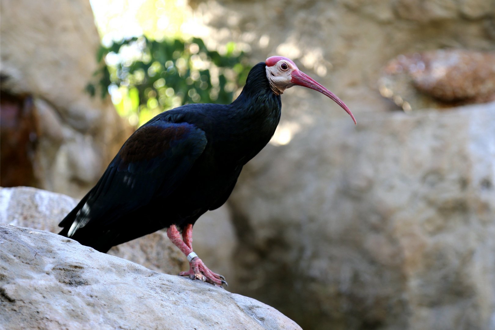 Southern Bald Ibis