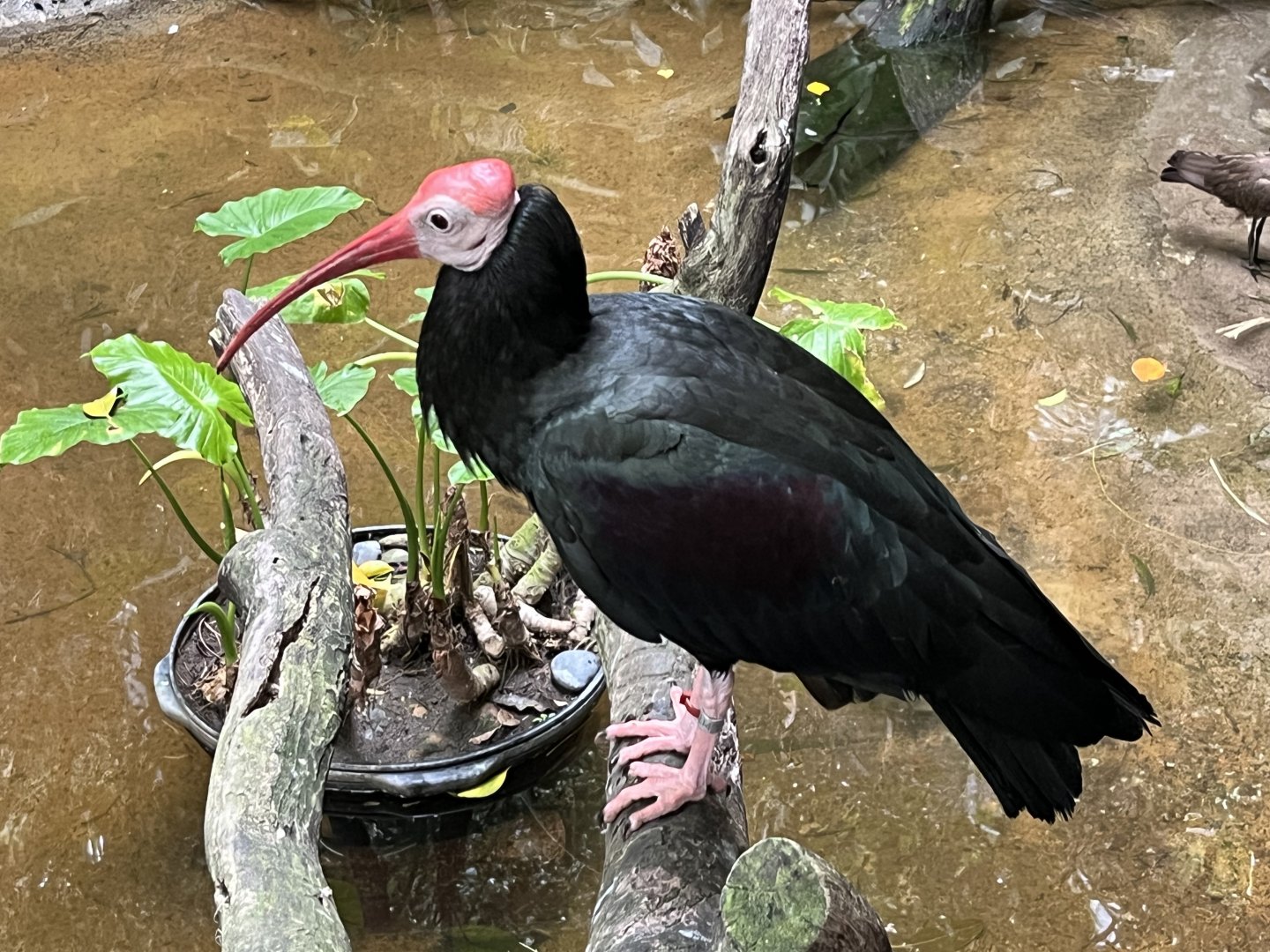Southern Bald Ibis