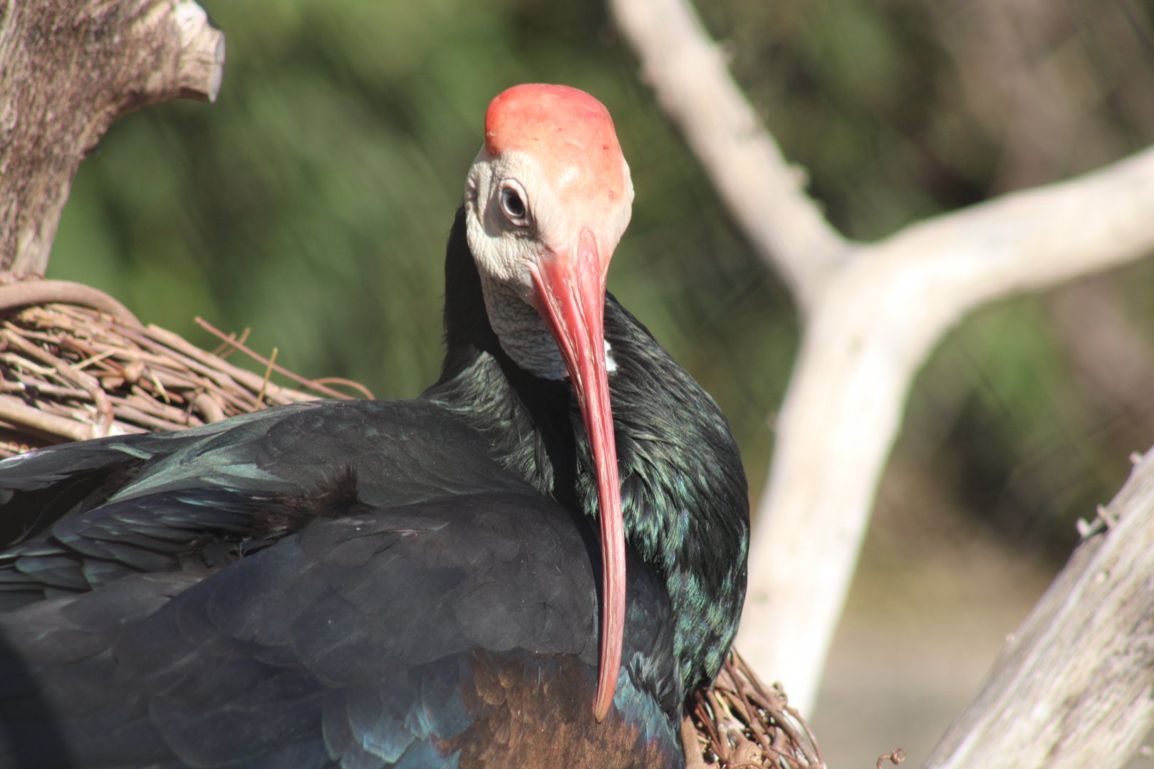 Southern Bald Ibis