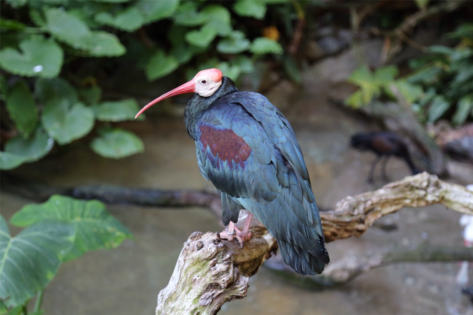 Southern Bald Ibis