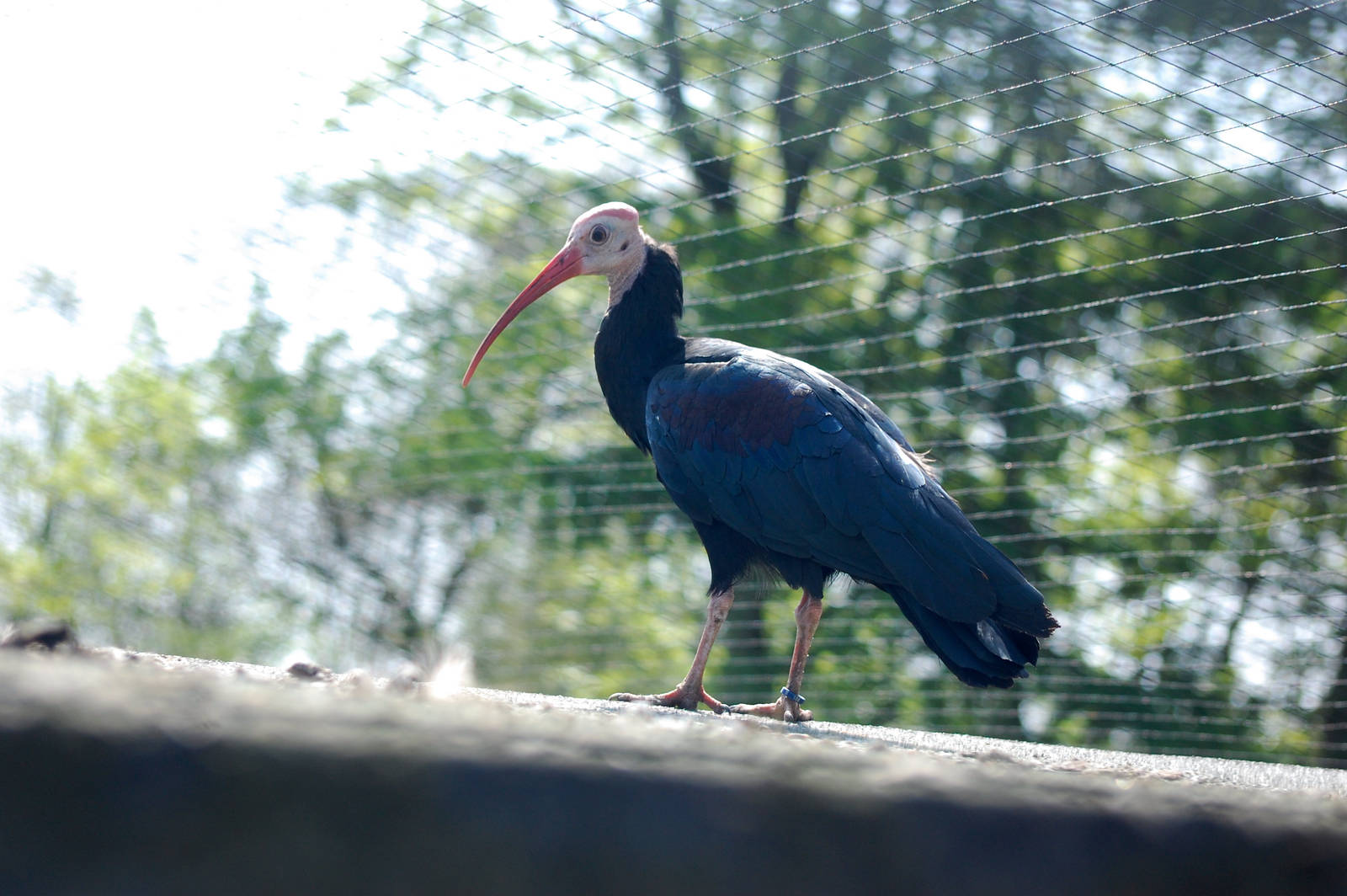 Southern bald ibis
