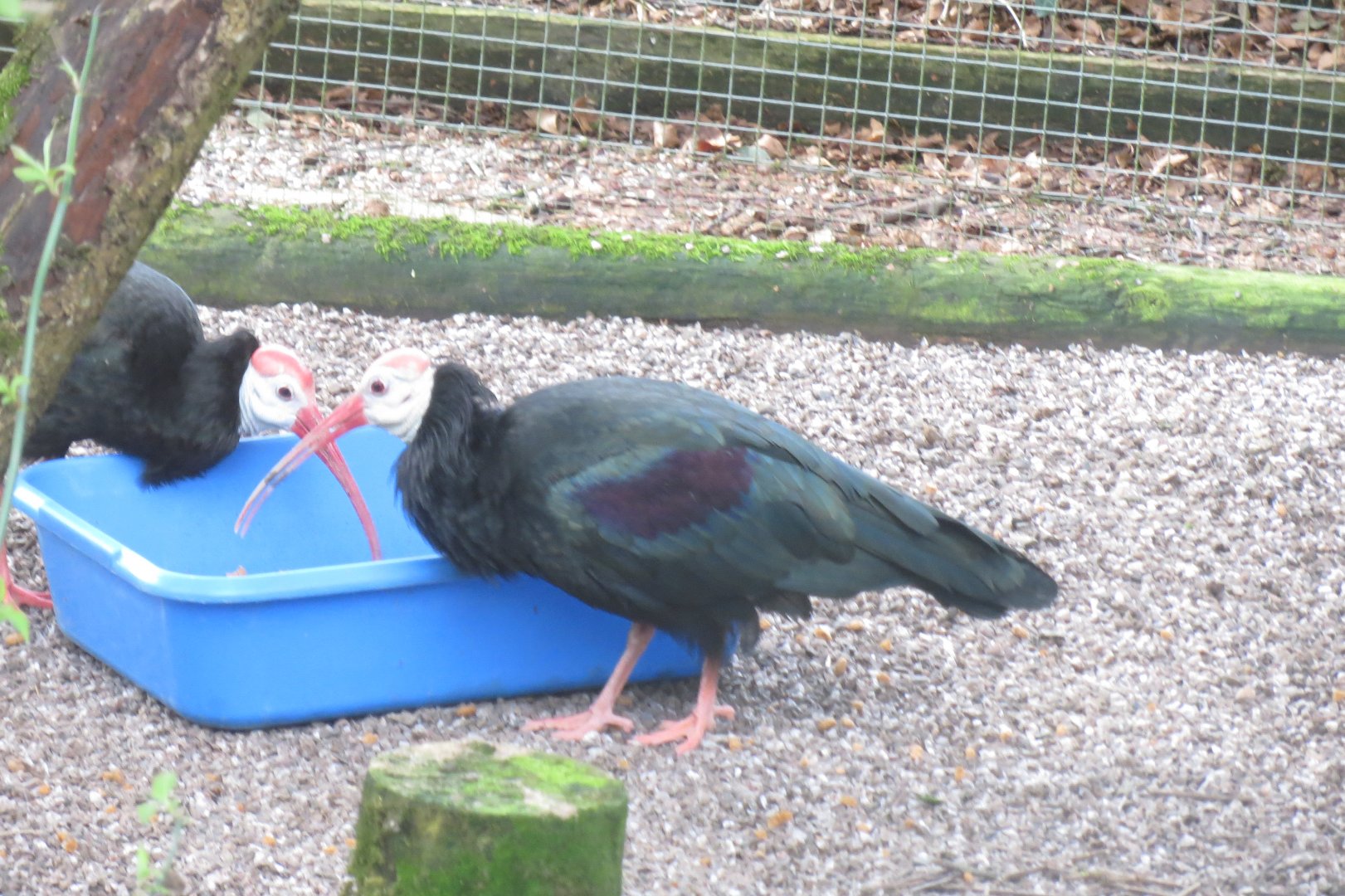 Southern bald ibises 040319