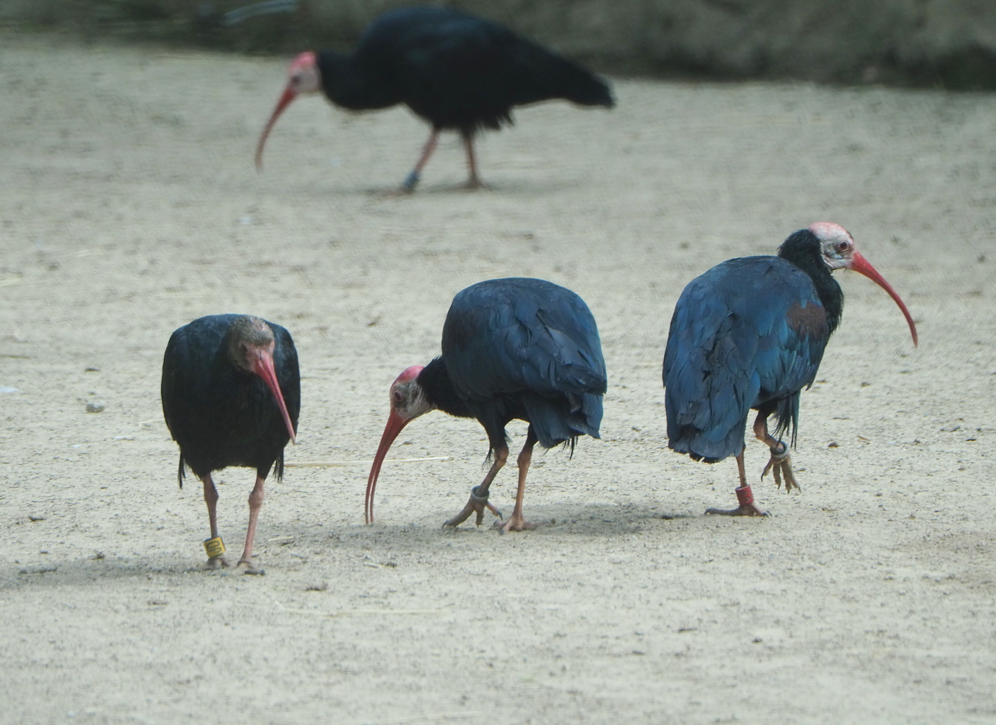 Southern bald ibises (Geronticus calvus), 2021-06-12