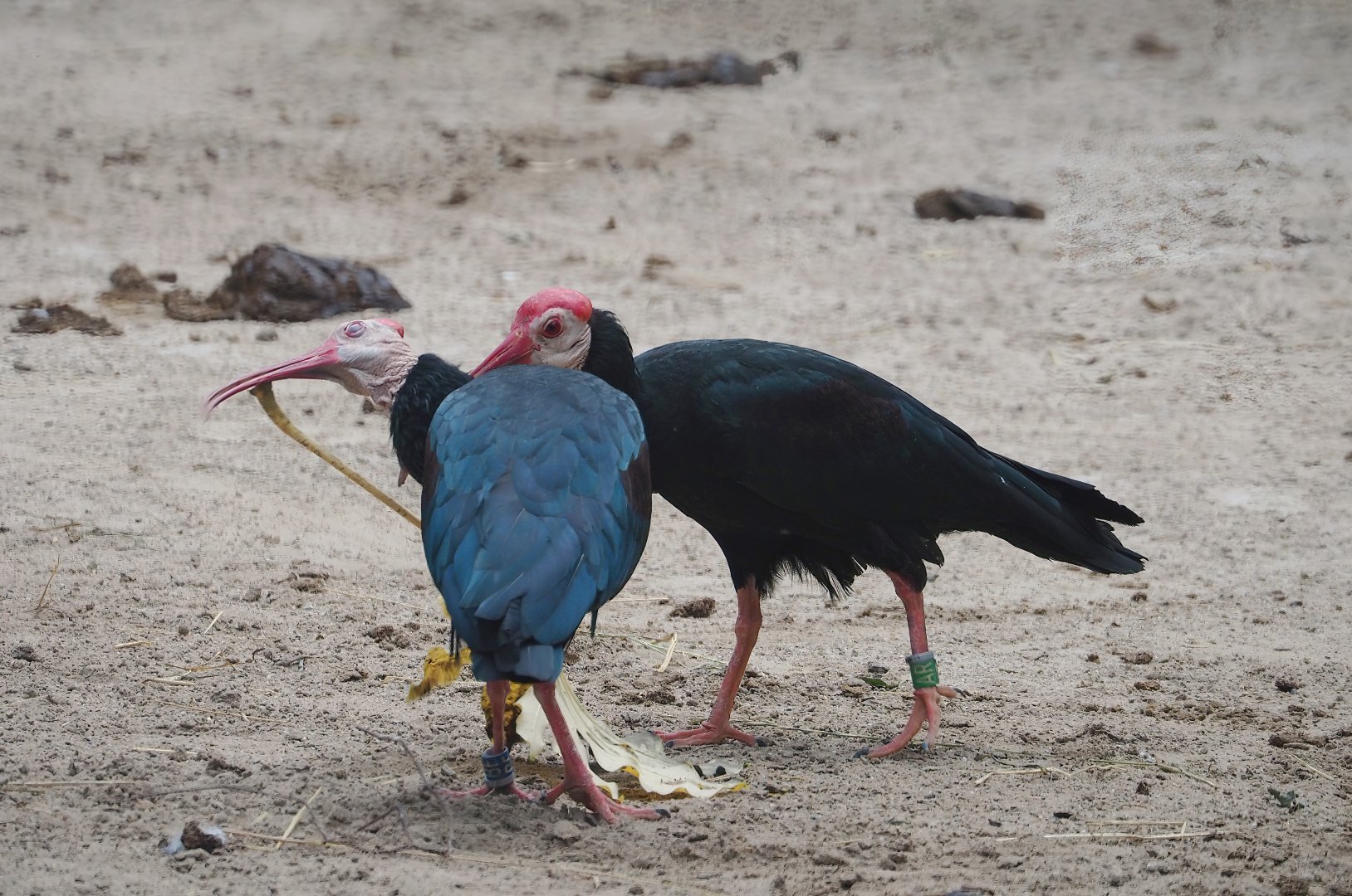 Southern bald ibises (Geronticus calvus), 2023-07-02