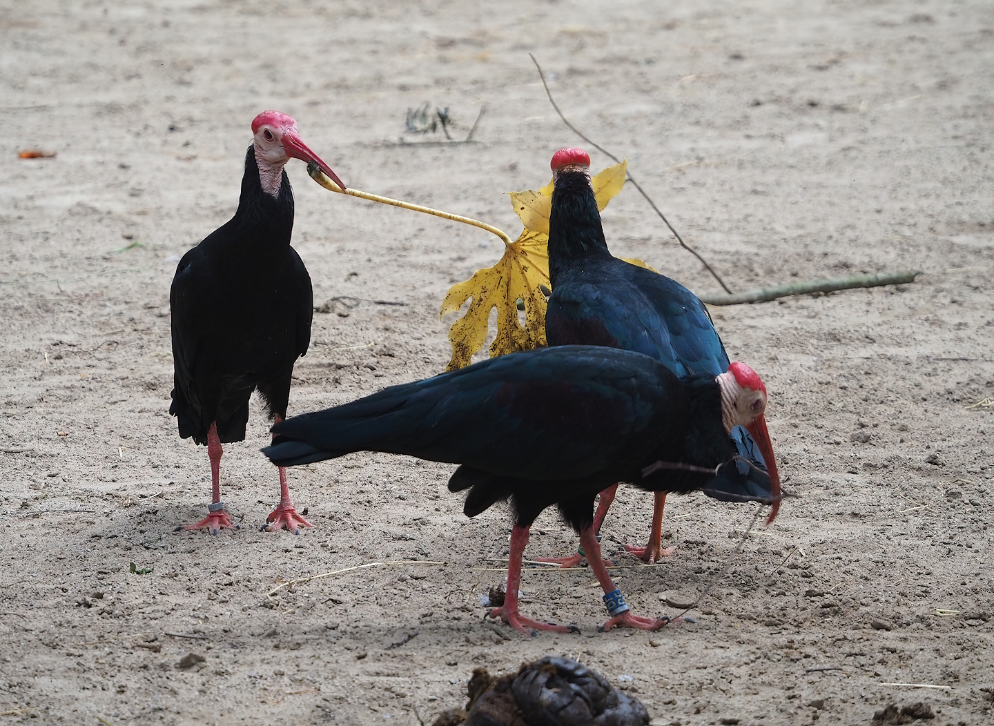 Southern bald ibises (Geronticus calvus), 2023-07-02