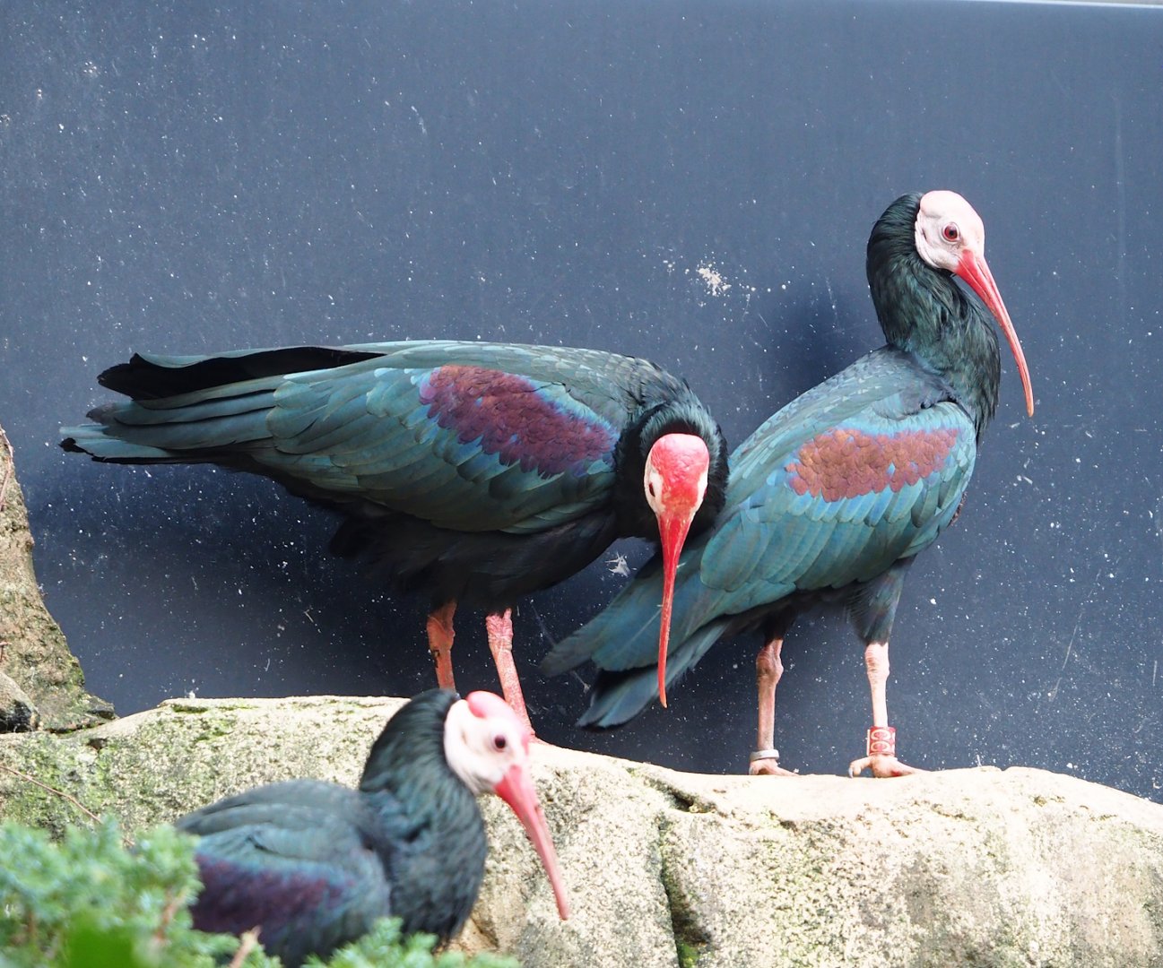 Southern bald ibises (Geronticus calvus), 2024-02-17
