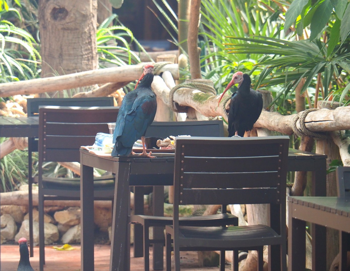 Southern bald ibises (Geronticus calvus) scavenging left-behind visitor's food tray, 2021-09-03
