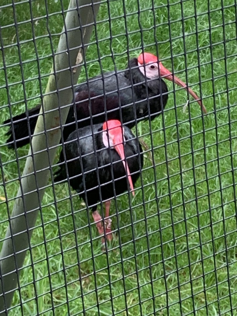 Southern bald ibises